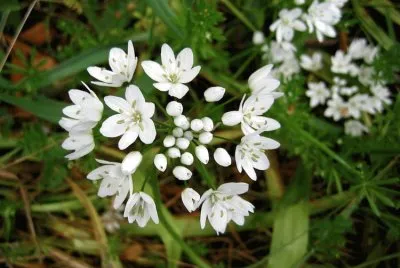 Ail des ours jigsaw puzzle