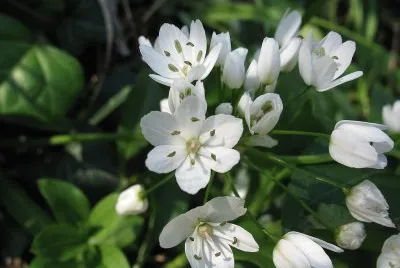 Ail des ours jigsaw puzzle