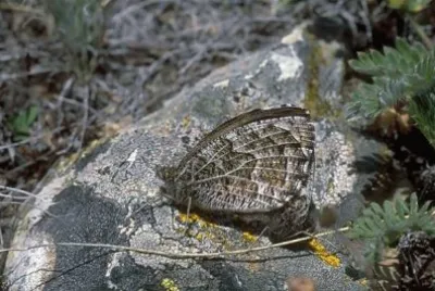 Hipparchia autonoe jigsaw puzzle