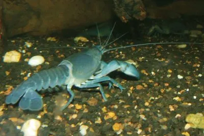 Yabby jigsaw puzzle