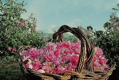 פאזל של flores