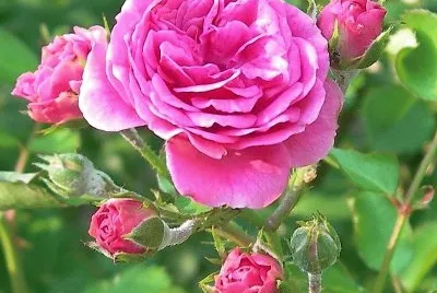 פאזל של flores