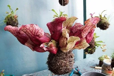 פאזל של flores