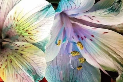 פאזל של flores