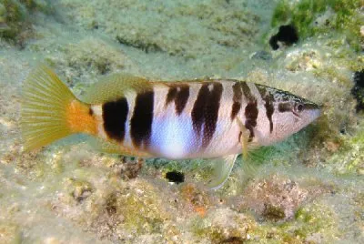 Sciarrano