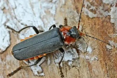Cantharis fusca jigsaw puzzle
