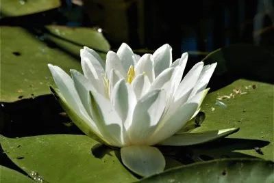 Lili flower jigsaw puzzle