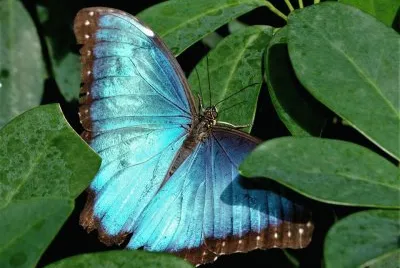 Butterfly jigsaw puzzle