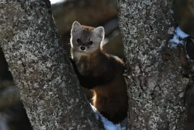 Cutie