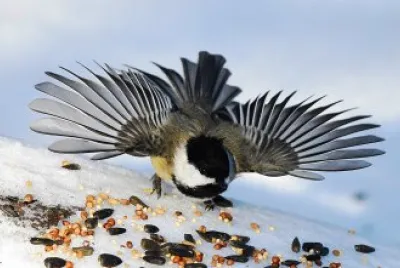 Chickadee