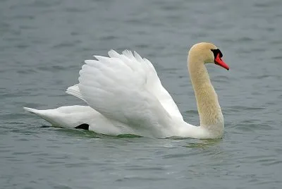 Swan