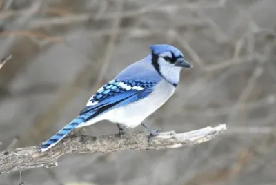 Bluejay