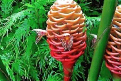 Imagem jigsaw puzzle