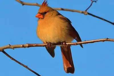 Cardinal