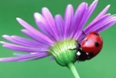 Imagem jigsaw puzzle