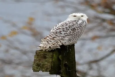 Snow owl
