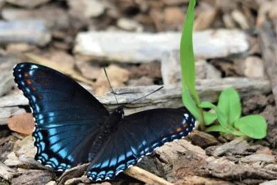 Blue Tip Butterfly jigsaw puzzle