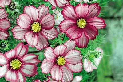 flores jigsaw puzzle