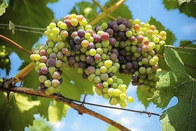 natural jigsaw puzzle