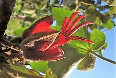 natural jigsaw puzzle