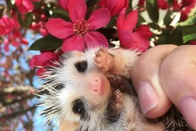 natural jigsaw puzzle