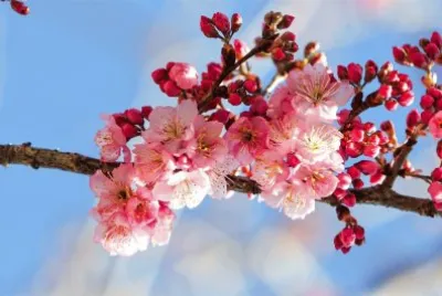 flores jigsaw puzzle