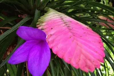 flores jigsaw puzzle