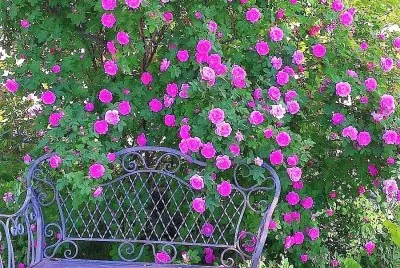 flores jigsaw puzzle