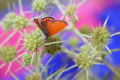 Imagem jigsaw puzzle