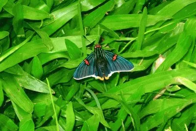 Imagem jigsaw puzzle