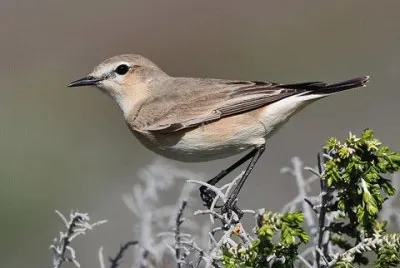 Monachella isabellina