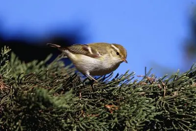 LuÃ¬ forestiero jigsaw puzzle