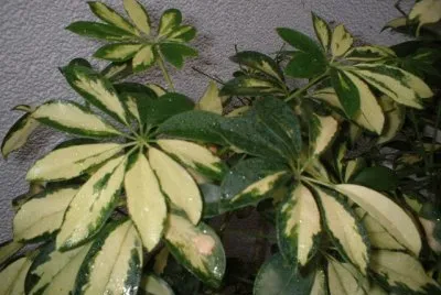 Imagem jigsaw puzzle