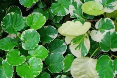 Imagem jigsaw puzzle