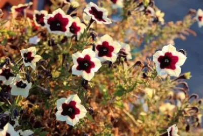 Imagem jigsaw puzzle