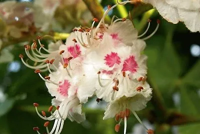 flores jigsaw puzzle