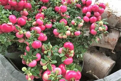 natural jigsaw puzzle