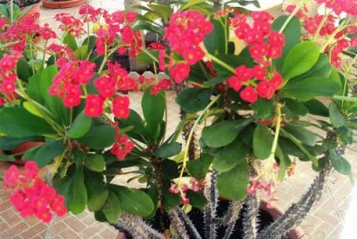 Euphorbia jigsaw puzzle