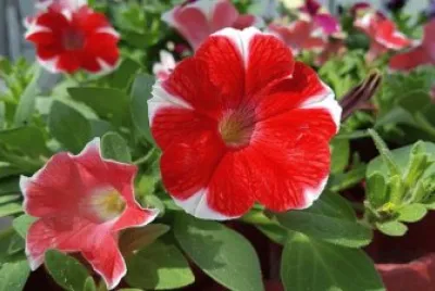 Imagem jigsaw puzzle