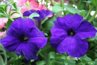 Imagem jigsaw puzzle