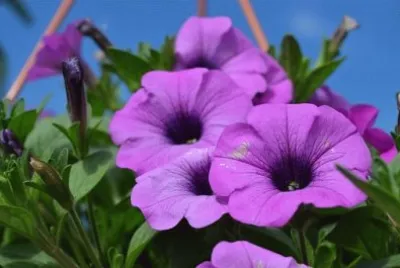 Imagem jigsaw puzzle