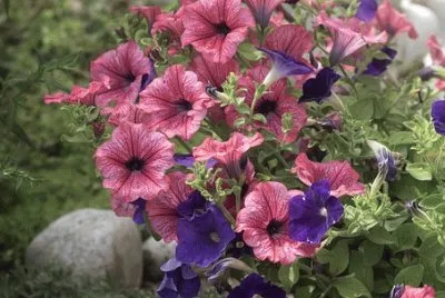 Imagem jigsaw puzzle