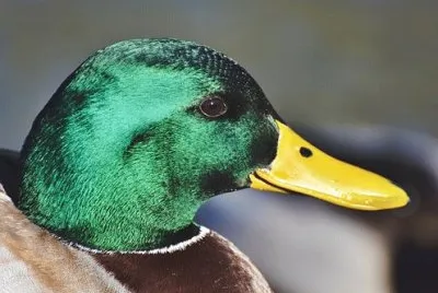 Imagem jigsaw puzzle