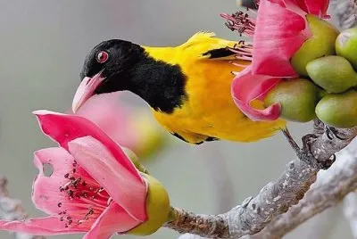 natural jigsaw puzzle