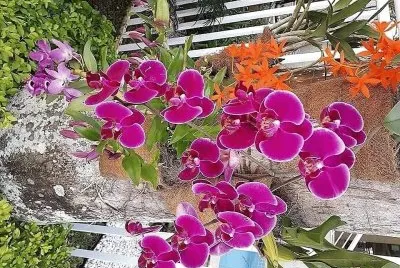 flores jigsaw puzzle