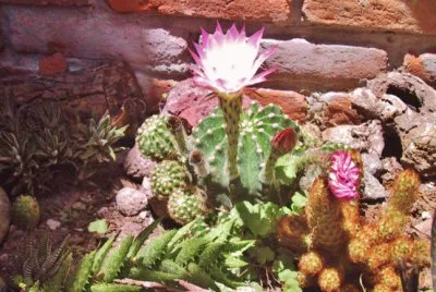 Mis flores jigsaw puzzle