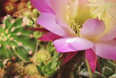 Flor bella jigsaw puzzle