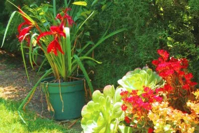 Mi jardÃ­n. jigsaw puzzle