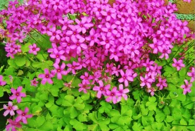 TrÃ©bol jigsaw puzzle