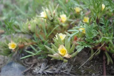 Destellos de amarillo jigsaw puzzle